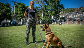 Morre cachorro parceiro de Paolla Oliveira em 'A Força do Querer'