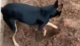 [Vídeo] X9: durante operação policial, pinscher de traficante dedura esconderijo de droga
