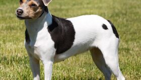 Você sabe quais são as raças brasileiras de cães? Conheça seis delas