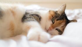 Hospital Veterinário do Recife anuncia 900 vagas para castração gratuita em julho