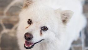 Saiba o que acontece por trás da “lágrima ácida” em cães e gatos