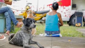 Paudalho inaugura castramóvel; veja agenda da próxima semana e como cadastrar o pet