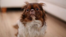 São João: dicas para amenizar o desconforto dos pets com os fogos