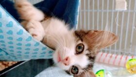 E se o amor da sua vida tiver quatro patas? No Dia dos Namorados, campanha estimula adoção de gatos