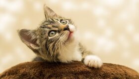 Hyundai e Petz fazem parceria para incentivar adoção responsável de animais