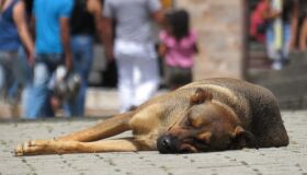 Ser ativista exige responsabilidade e muita dedicação