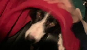 Após dez dias, é encontrada a cadela Nala, que fugiu assustada com os fogos de São João