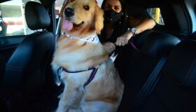 Confira como passear com o pet de forma certa e segura no carro