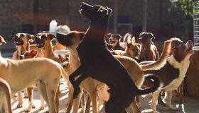 Reduzir a população de animais de rua exige trabalho a longo prazo