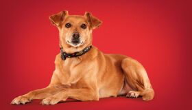 Ação do Dia do Amigo do Outback tem presente para o companheiro de quatro patas