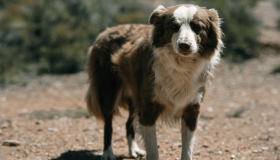 Agressor poderá ter que pagar gastos com tratamento de animal vítima de maus-tratos em Pernambuco