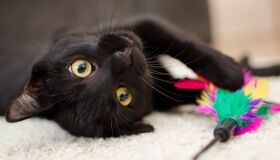 Sexta-Feira 13: até quando os gatos pretos serão vítimas de uma superstição?