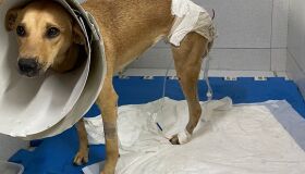 Após ter pata decepada, cadela sobrevive por milagre e protetoras buscam adoção
