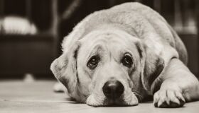 Os pets também sentem mais dores articulares no inverno; saiba como identificar