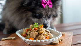 Com direito a yakissoba e hambúrguer canino, chef pernambucano investe em menu para pets