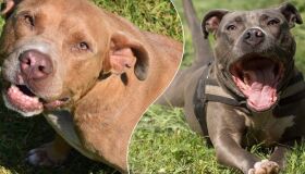 Sósias do mundo canino: #partiu testar o conhecimento sobre raças de cachorro?