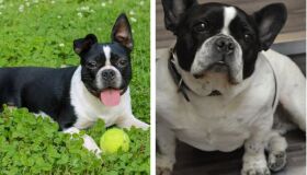 É esse ou aquele? Confira mais um grupo de sósias caninos