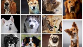 Cães nascem cegos? Trocam dentes? Veja uma lista de curiosidades para celebrar o Dia Mundial do Cão