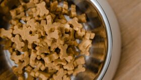 Projeto quer multar em até R$ 10 mil quem vandalizar abrigos e comedouros de animais em Pernambuco