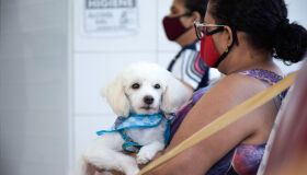 Hospital Veterinário do Recife abrirá 1.120 vagas em janeiro para castração de cães e gatos