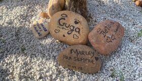 Morada da Paz Pet amplia serviços com cerimônia de despedida e bosque temático