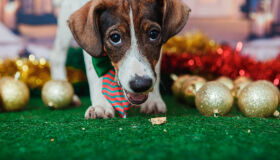 Animais de estimação viram modelos fotográficos para estimular adoção