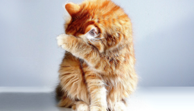 Pets sofrem com barulho? Veja dicas para acalmar os bichinhos nas festas de fim de ano