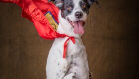 Cãozinho com deficiência aprende a andar usando apenas duas patas e vira exemplo de superação 