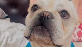 Buldogue francês é recuperado em Paulista após recompensa de R$ 550