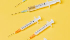 Os riscos de utilizar anticoncepcionais em cadelas e gatas