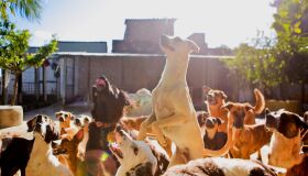 Abrigo Seu Alberto faz vaquinha virtual para não perder espaço; saiba como doar