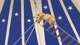 Circo no Ceará é notificado por usar cachorro em apresentação