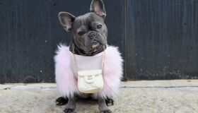 Buldogue francês, o cachorro dos famosos que virou alvo de ladrões