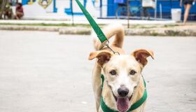 Hospital Veterinário do Recife abre 1.120 vagas gratuitas para castração de cães e gatos