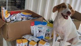 Saúde Pet: projeto destina R$ 1 milhão para prevenção e cuidado em ONGs; saiba como participar
