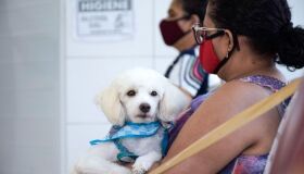 Hospital Veterinário do Recife abrirá 560 vagas para castrações na próxima segunda-feira (17)
