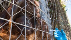 Zoológico no Chile começa a vacinar animais contra a Covid-19