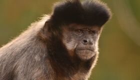 Sete espécies de primatas da América Latina entre as 25 mais ameaçadas do mundo