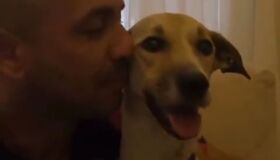 Cadela Pandora é encontrada após passar 45 dias desaparecida no Aeroporto de Guarulhos