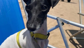 Cadelinha Piaba desaparece em condomínio de Tamandaré; família oferece recompensa