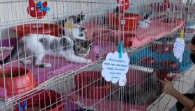 Moradores do Cabo recebem feira de adoção de pet no fim de semana