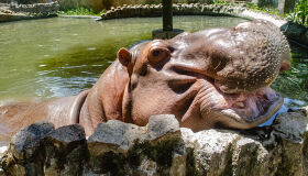 Parque Dois Irmãos reabre visitação para setor de grandes mamíferos