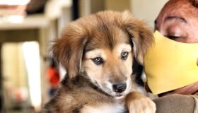 Bairro do Ibura, na Zona Sul do Recife, terá atendimento veterinário gratuito neste sábado (19)