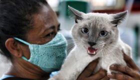 Hospital Veterinário do Recife abre 560 castrações de cães e gatos para esta 2ª quinzena de fevereiro