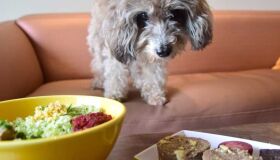 Como lidar com o luto ao perder um animal de estimação