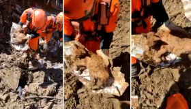 Uma semana após desastre, gato é resgatado com vida em meio a escombros em Petrópolis