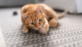 Seu gato sofre com bolas de pelo em excesso? Saiba como evitar