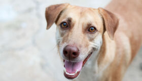 Animais resgatados precisam de mais cuidados, atenção e carinho