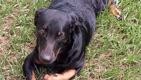 Devolução de animais adotados aumenta durante a pandemia; abandono cresceu 61%