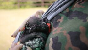 Macaco Guariba nasce no Parque Dois Irmãos; o novo morador é fruto de dois animais resgatados